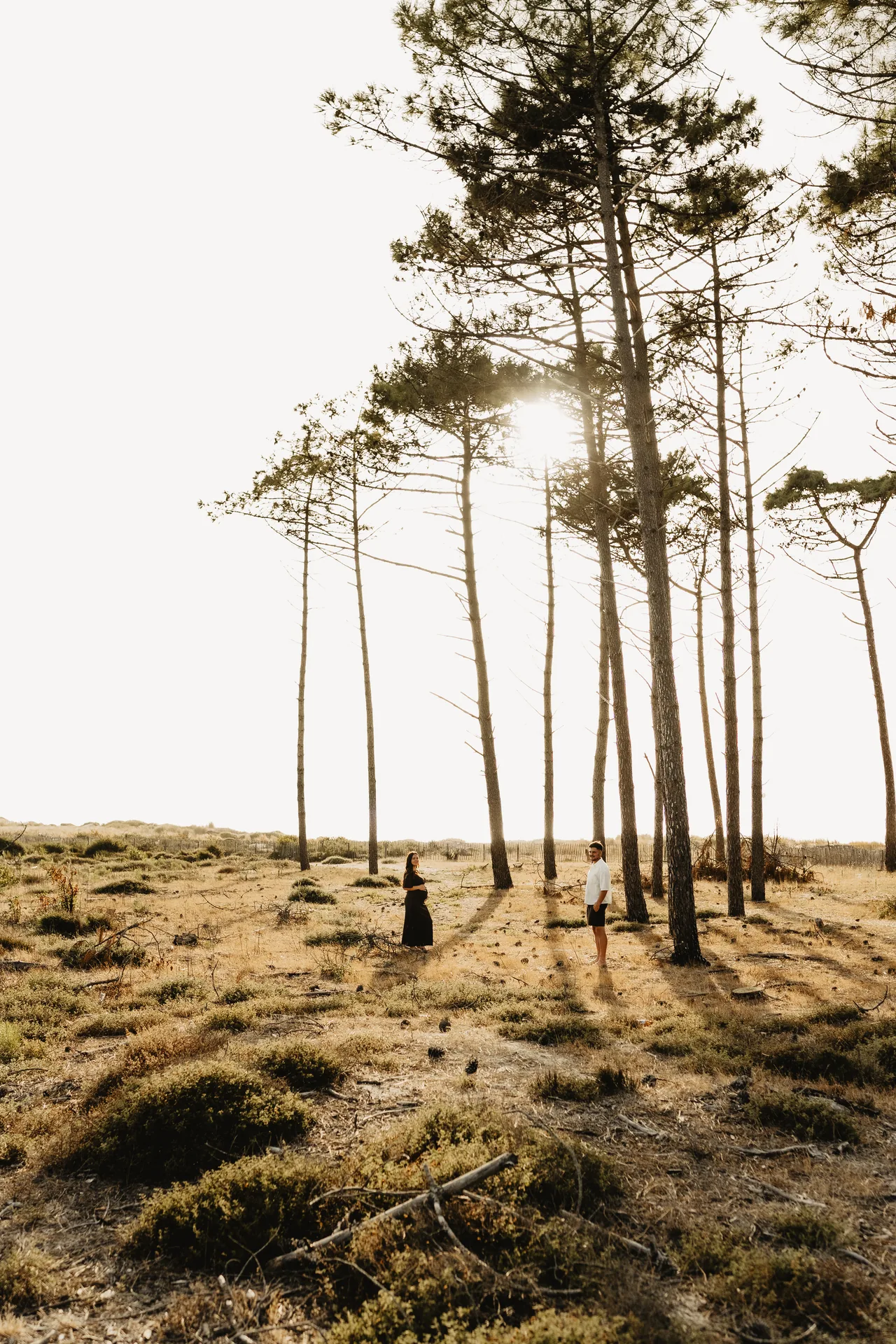 Forêt de pins du Bassin d'Arcachon au coucher du soleil